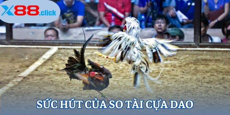 Sức hút của trận đấu so tài cựa dao